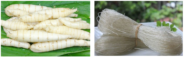 Canna-edulis-root -and-canna -vermicelli